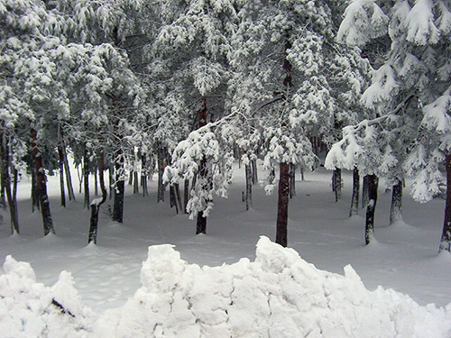 Nieve en Manzaneda I