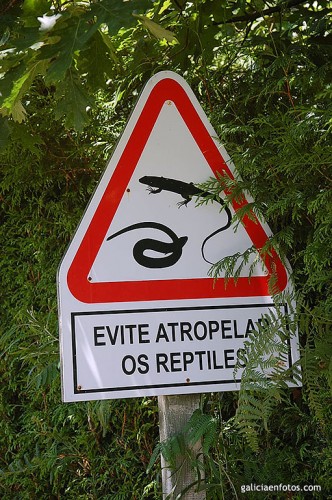 No atropelle reptiles