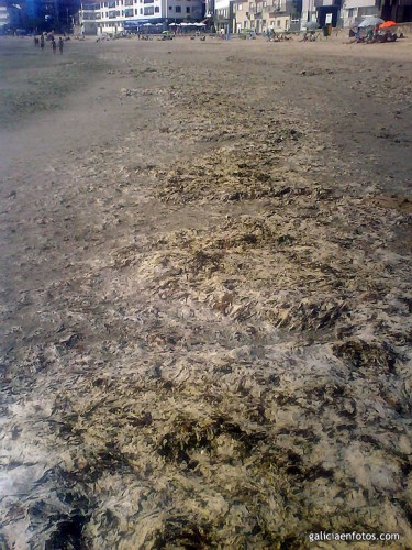 Algas en la playa