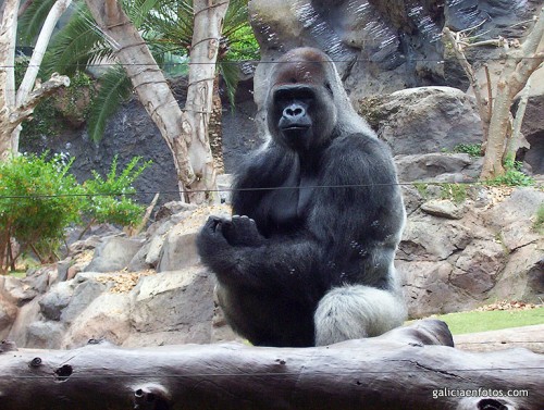 Gorila en el zoo II