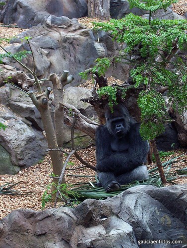 Gorila en el zoo I